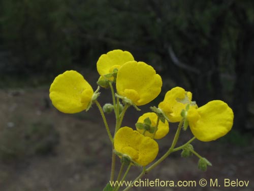 Image of Calceolaria valdiviana (). Click to enlarge parts of image.