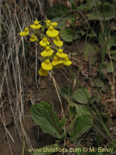 Image of Calceolaria valdiviana (). Click to enlarge parts of image.