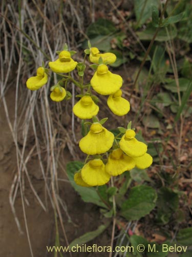 Фотография Calceolaria valdiviana (). Щелкните, чтобы увеличить вырез.