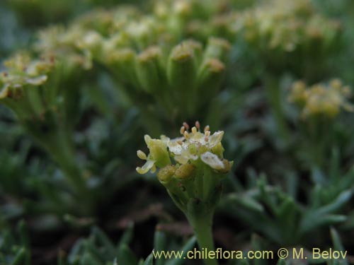 Imágen de Azorella trifurcata (). Haga un clic para aumentar parte de imágen.