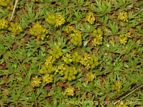 Imágen de Azorella trifurcata (). Haga un clic para aumentar parte de imágen.