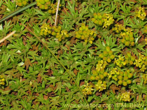 Imágen de Azorella trifurcata (). Haga un clic para aumentar parte de imágen.