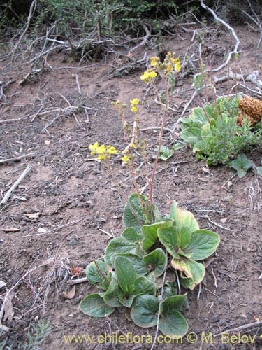 Фотография Calceolaria valdiviana (). Щелкните, чтобы увеличить вырез.