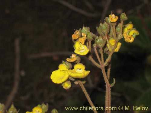 Bild von Calceolaria valdiviana (). Klicken Sie, um den Ausschnitt zu vergrössern.