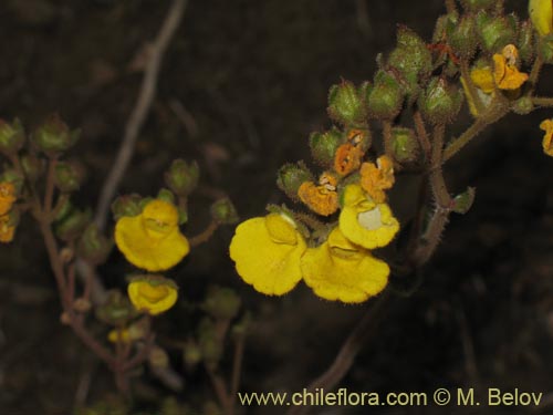 Фотография Calceolaria valdiviana (). Щелкните, чтобы увеличить вырез.