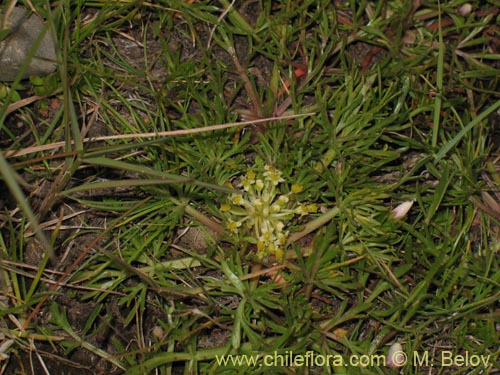 Imágen de Azorella trifoliolata (). Haga un clic para aumentar parte de imágen.