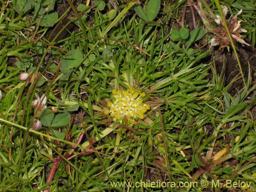 Azorella trifoliolataの写真