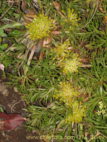 Image of Azorella trifoliolata (). Click to enlarge parts of image.