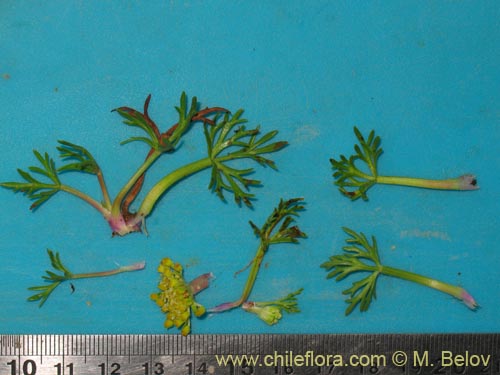 Azorella trifoliolata의 사진