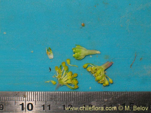 Azorella trifoliolata的照片