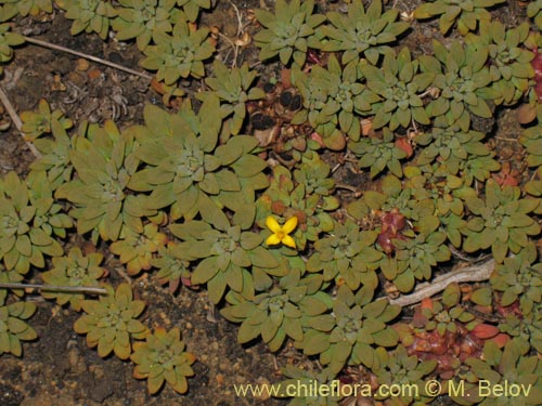 Bild von Oreopolus sp. #1415 (). Klicken Sie, um den Ausschnitt zu vergrössern.