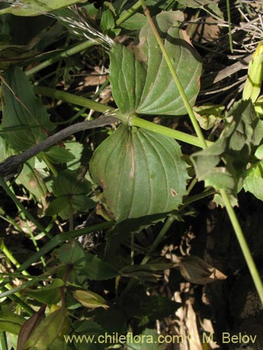 Image of Calceolaria valdiviana (). Click to enlarge parts of image.