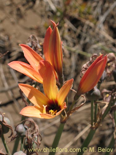 Bild von Rhodophiala araucana (). Klicken Sie, um den Ausschnitt zu vergrössern.