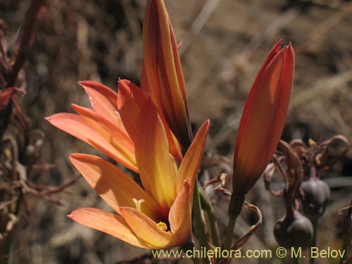 Imágen de Rhodophiala araucana (). Haga un clic para aumentar parte de imágen.