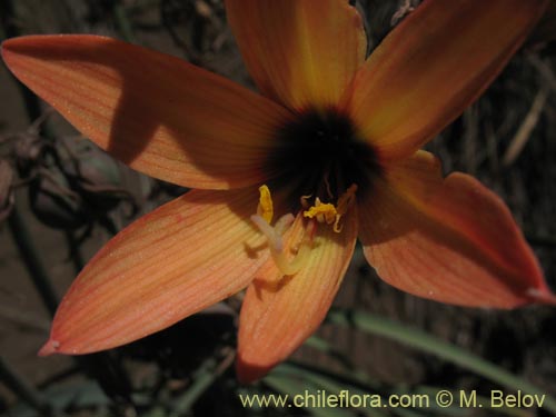 Bild von Rhodophiala araucana (). Klicken Sie, um den Ausschnitt zu vergrössern.