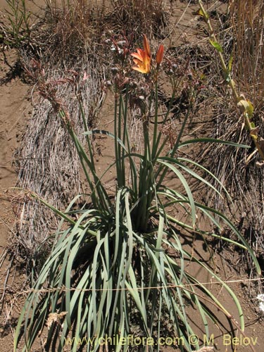 Bild von Rhodophiala araucana (). Klicken Sie, um den Ausschnitt zu vergrössern.