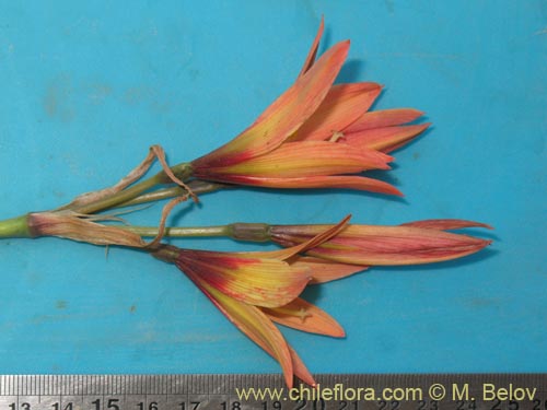 Rhodophiala araucana的照片