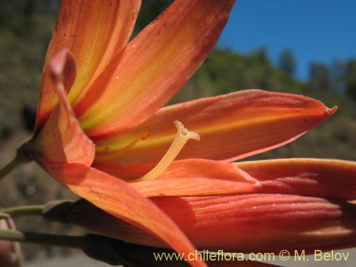 Imágen de Rhodophiala araucana (). Haga un clic para aumentar parte de imágen.