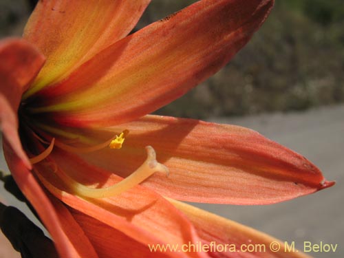 Bild von Rhodophiala araucana (). Klicken Sie, um den Ausschnitt zu vergrössern.