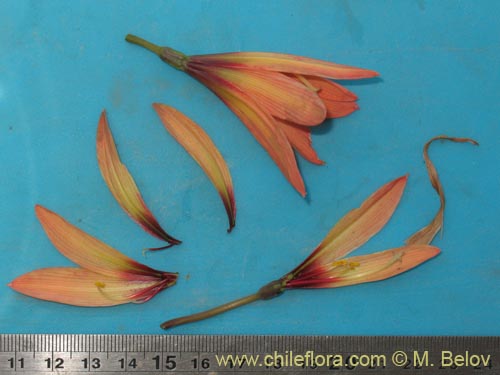 Rhodophiala araucana的照片