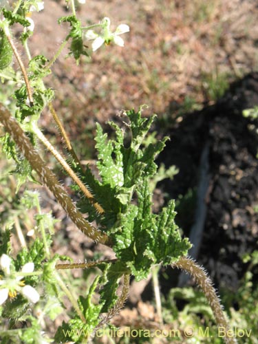 Bild von Caiophora sp. #1421 (). Klicken Sie, um den Ausschnitt zu vergrössern.