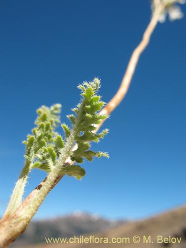 Image of Loasa paradoxa (). Click to enlarge parts of image.