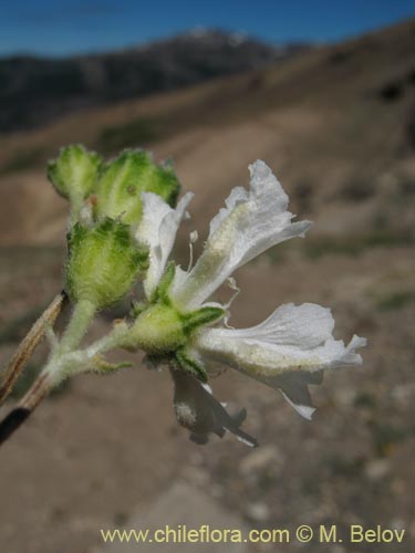 Image of Loasa paradoxa (). Click to enlarge parts of image.