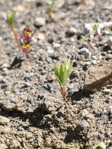 Фотография Microsteris gracilis (Rueda chica). Щелкните, чтобы увеличить вырез.
