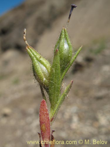 Фотография Microsteris gracilis (Rueda chica). Щелкните, чтобы увеличить вырез.