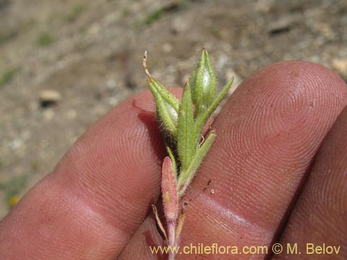 Image of Microsteris gracilis (Rueda chica). Click to enlarge parts of image.