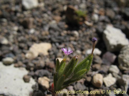 Image of Microsteris gracilis (Rueda chica). Click to enlarge parts of image.