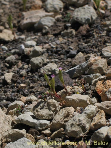 Image of Microsteris gracilis (Rueda chica). Click to enlarge parts of image.