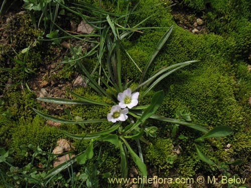 Imágen de Calandrinia sp. #1452 (). Haga un clic para aumentar parte de imágen.