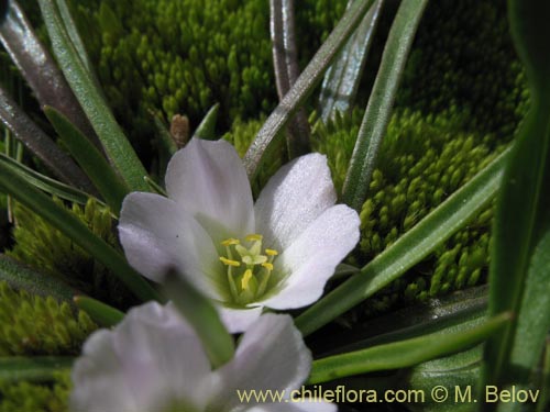 Bild von Calandrinia sp. #1452 (). Klicken Sie, um den Ausschnitt zu vergrössern.