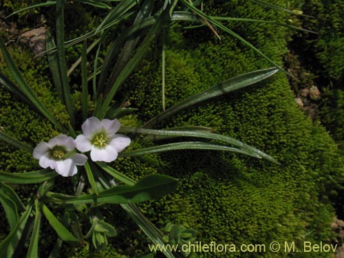 Calandrinia sp. #1452의 사진