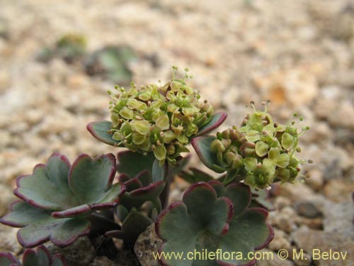 Imágen de Apiaceae sp. #1453 (). Haga un clic para aumentar parte de imágen.