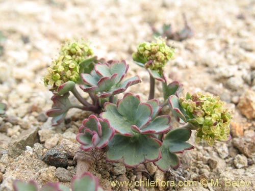 Apiaceae sp. #1453の写真