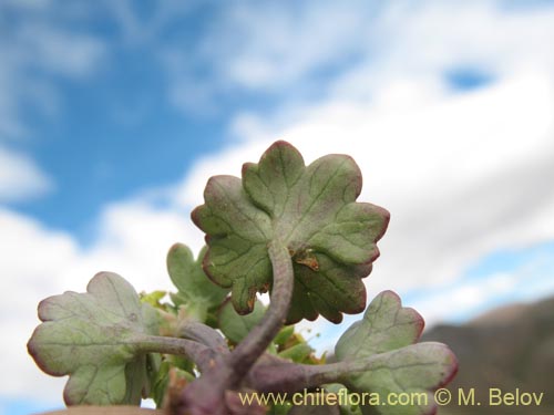 Image of Apiaceae sp. #1453 (). Click to enlarge parts of image.