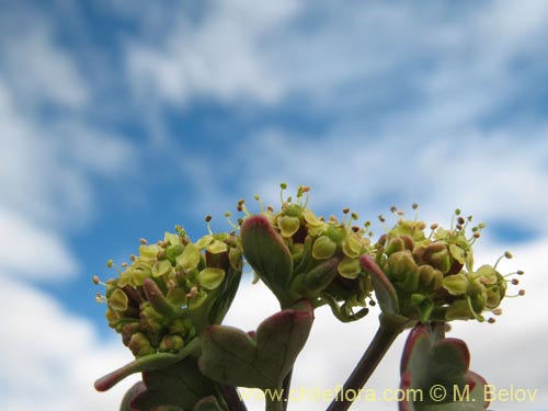 Image of Apiaceae sp. #1453 (). Click to enlarge parts of image.