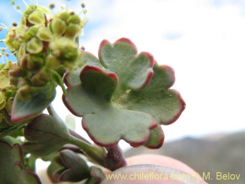 Image of Apiaceae sp. #1453 (). Click to enlarge parts of image.