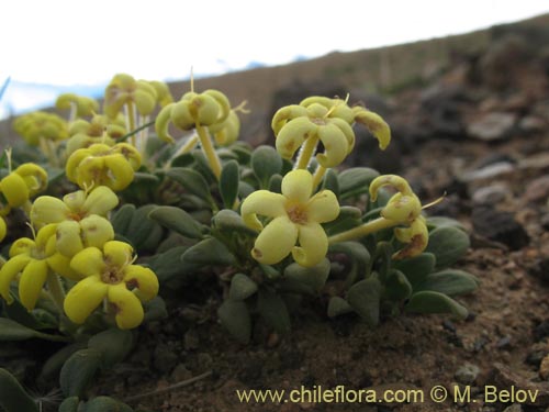 Imágen de Oreopolus sp. #1415 (). Haga un clic para aumentar parte de imágen.