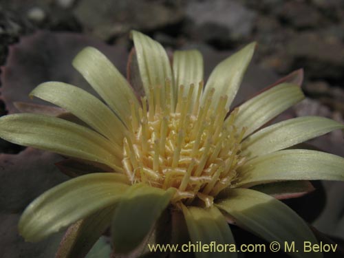 Image of Pachylaena atriplicifolia (). Click to enlarge parts of image.