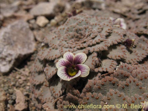 Image of Viola congesta (Violeta de los volcanes). Click to enlarge parts of image.