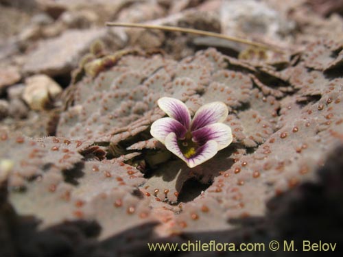 Фотография Viola congesta (Violeta de los volcanes). Щелкните, чтобы увеличить вырез.