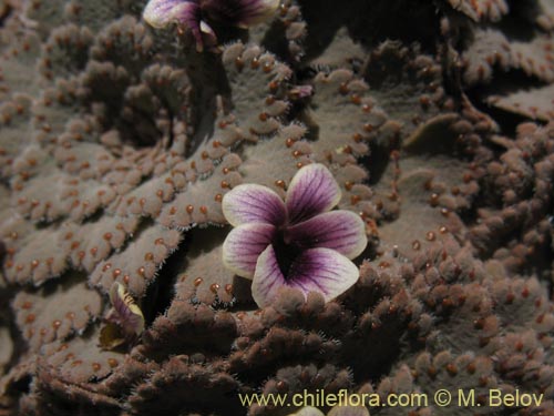 Image of Viola congesta (Violeta de los volcanes). Click to enlarge parts of image.