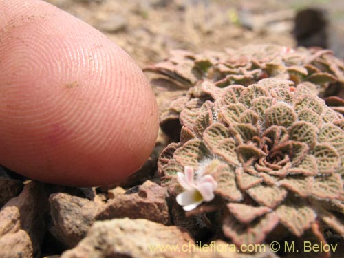 Image of Viola philippii (). Click to enlarge parts of image.