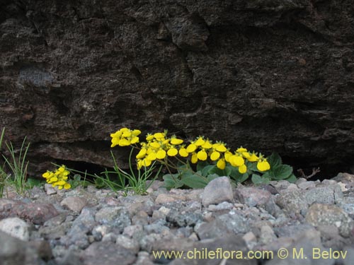 Image of Calceolaria williamsii (). Click to enlarge parts of image.