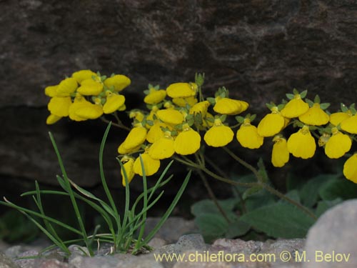 Bild von Calceolaria williamsii (). Klicken Sie, um den Ausschnitt zu vergrössern.