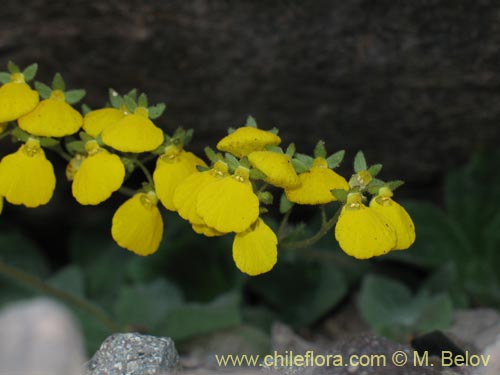 Bild von Calceolaria williamsii (). Klicken Sie, um den Ausschnitt zu vergrössern.