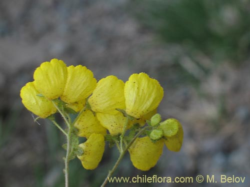 Imágen de Calceolaria williamsii (). Haga un clic para aumentar parte de imágen.